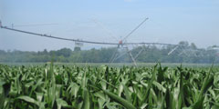 pivot d'irrigation maïs