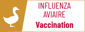 Influenza aviaire vaccination