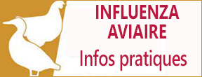 Influenza aviaire : infos pratiques