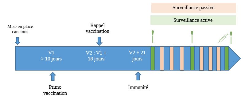 schéma surveillance post vaccination 