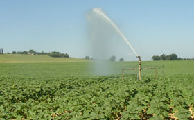 tournesol irrigation
